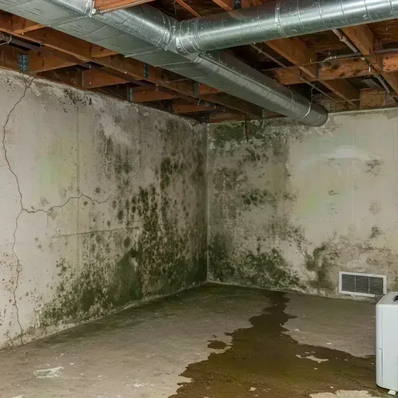 Professional Mold Removal in Boyle Heights, CA